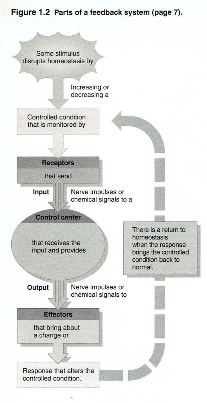 Provide some examples from the text of the body maintaining homeostasis. Figure 1.2 Question What is the basic difference between negative and positive feedback systems?