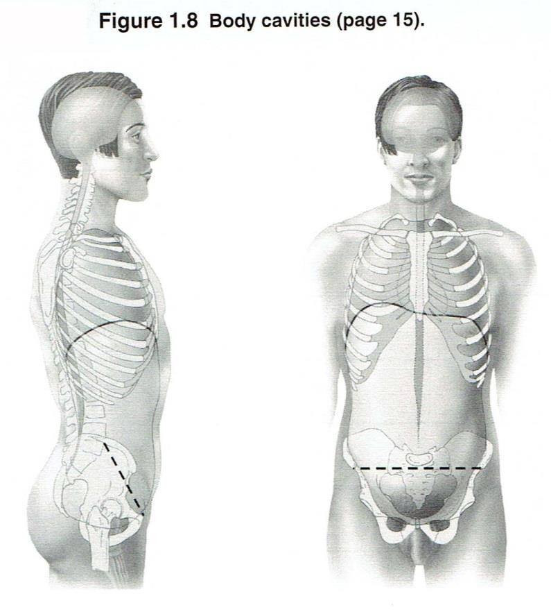 13. What are the various planes that may be passed through the body? Explain how each divides the body. Figure 1.