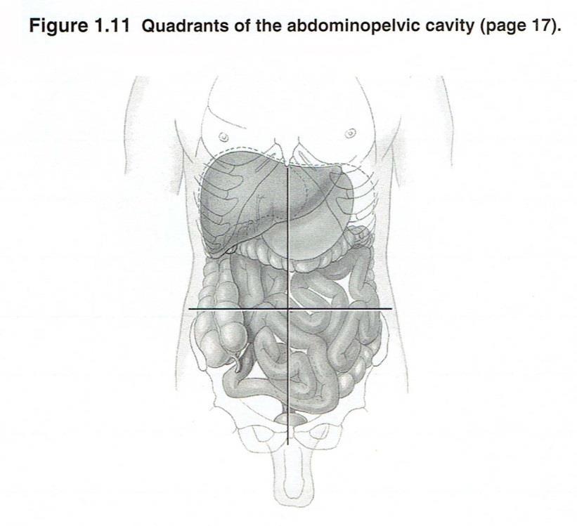 Figure 1.10 Question In the image above left, label the abdominopelvic regions using your figure in the text. In the image above right, identify and label the organs in the abdominopelvic regtions.