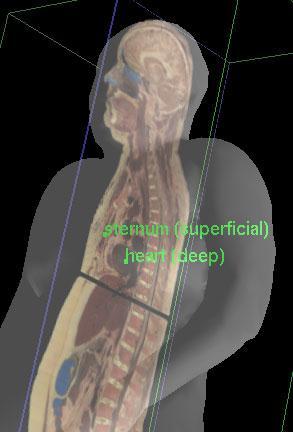 Positions and Directions Superficial Refers to a structure being closer to the surface of the body than