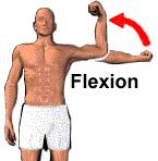 Movements Flexion Bending a joint or decreasing the angle between two bones In the