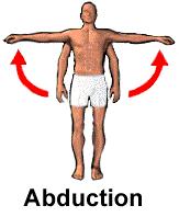 Movements Adduction Moving a body part towards the midline of the