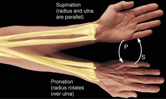Prone Supination Turning the arm or foot