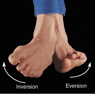 Movements of the Foot Inversion Turning the sole of the