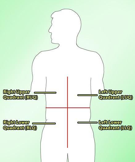 Lesson 2 Abdominal Regions: Quadrants Because the abdominal cavity is so large, it helps to divide it into regions.
