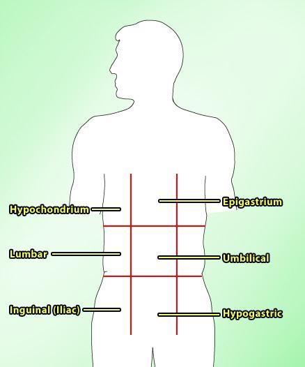 Lesson 2 Abdominal Regions: Nine Regions Another method of dividing the abdominal cavity results in nine regions: Epigastric above the stomach Umbilical near the umbilicus Hypogastric below the