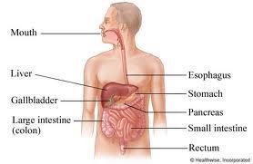 the position of bones or internal organs.