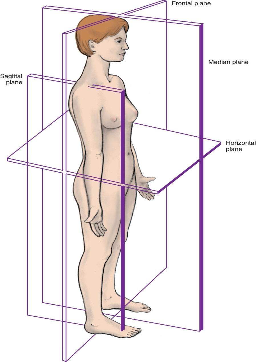 left parts midsagittal is plane that lies on the midline Frontal or coronal parallel to long axis, divides the