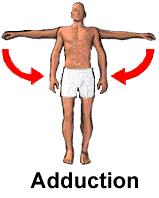 Movements Adduction Moving a body part towards the midline of the