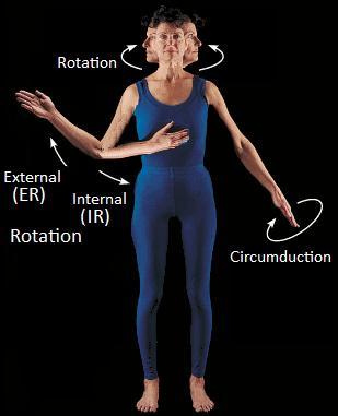 Movements Rotation Turning on a single axis Circumduction Tri-planar, circular motion at the hip or shoulder External