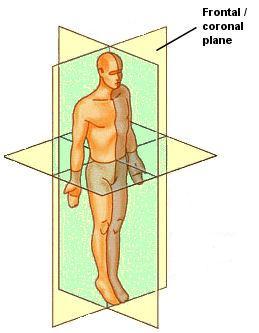 Anatomical Planes