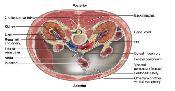 The abdominopelvic cavity contains a two-layered serous membrane called the peritoneum.