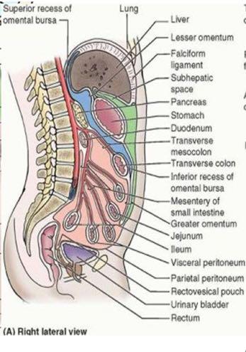 As the visceral peritoneum (inner layer) meets an organ, it divides and wraps around it,