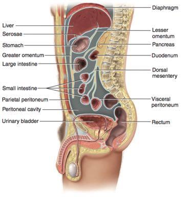 The visceral peritoneum thus consists of the mesenteries and serosae Potential Spaces