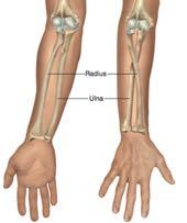 In the anatomical position, the forearm is supinated that is, rotated so the palm faces anteriorly (front). When the forearm is pronated, the palm faces posteriorly (back).