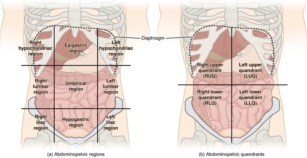 There are two perpendicular lines intersecting at the umbilicus (navel) divide the abdomen into 4 quadrants, right upper quadrant (RUQ), right lower quadrant (RLQ), left upper quadrant (LUQ) and left
