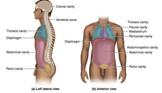 Body Cavities and Membranes The body wall encloses multiple body cavities, each lined with a membrane and containing internal organs called viscera.
