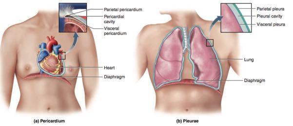 pericardial sac. The two layers are separated from each other by a space called the pericardial cavity, which is lubricated by pericardial fluid.