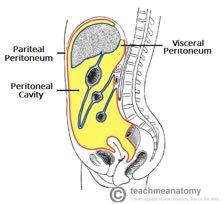 Note that the visceral layer covers an organ surface, while the parietal layer lines the inside of a body cavity, in both the pericardium and pleura membranous linings.