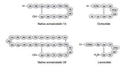 Somatostatin Receptor Imaging Synthetic Somatostatin analogs (SSAs): 1 st line treatment is Octreotide