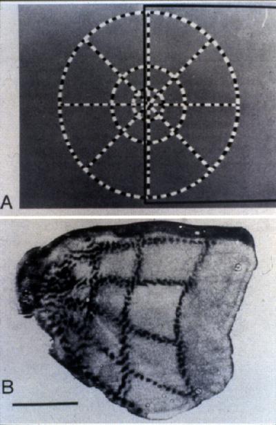 Retinotopic Mapping Autoradiograph of monkey visual cortex (bottom) showing how stimulus (top) was processed in a retinotopic