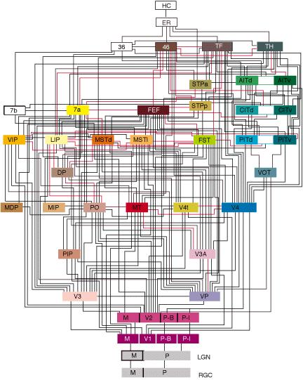 Parallel, Distributed Hierarchies Felleman & van Essen's "circuit diagram" of the macaque visual cortex showing over 30 distinct processing areas.
