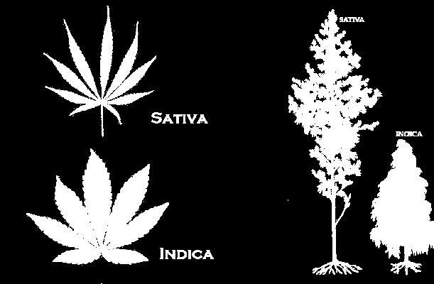 13 There is Sativa