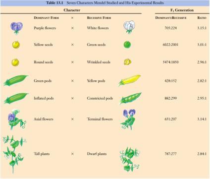 Mendel collected data for 7 ea traits Looking closer at Mendel s work true-breeding urle-flower eas X true-breeding white-flower eas (hybrids) 100% urle-flower eas Where