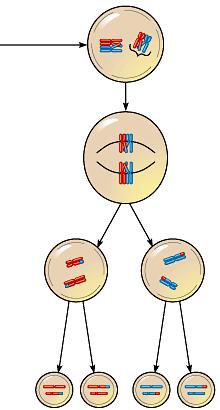Law of Indeendent Assortment Which stage of meiosis creates the law of indeendent assortment?