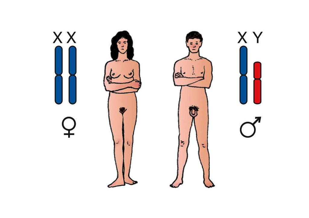 10.4 What Is the Relationship between Genes and Chromosomes?