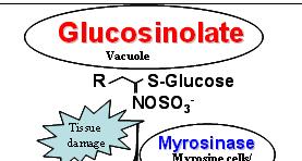 Glucosinolate s hydrolysis up to 40% of ingested GSs can be