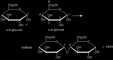 and polysaccharides Different forms of glycosidic bonds: