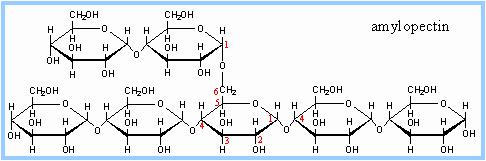 glycosidic linkage - C: β β(1-1) glycosidic bond of a