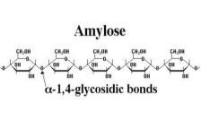 - The glycosidic bond in amylopectine is alpha(1-4) along the chain and is alpha(1-6) at the branching