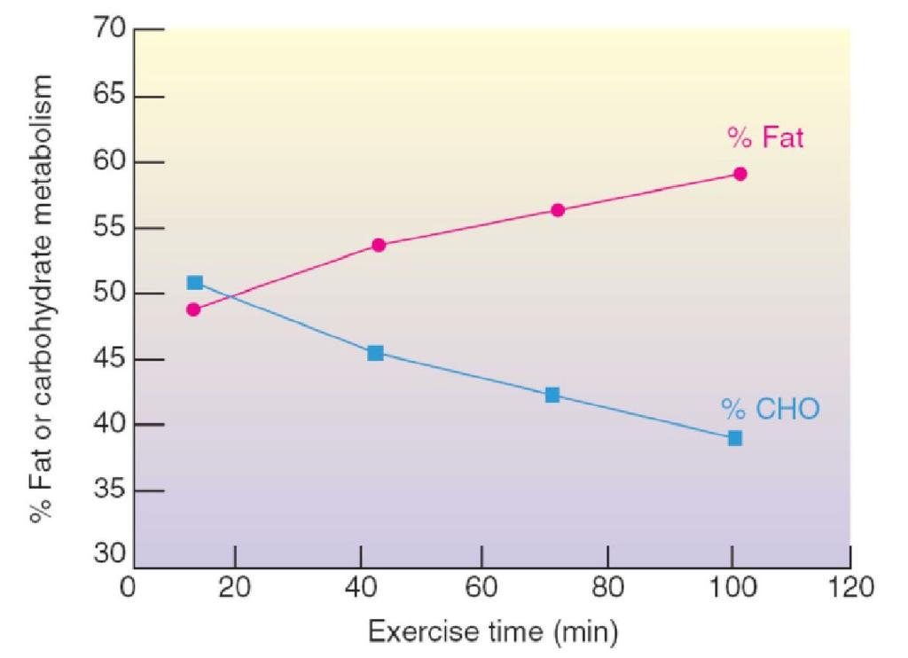 During endurance exercise the body