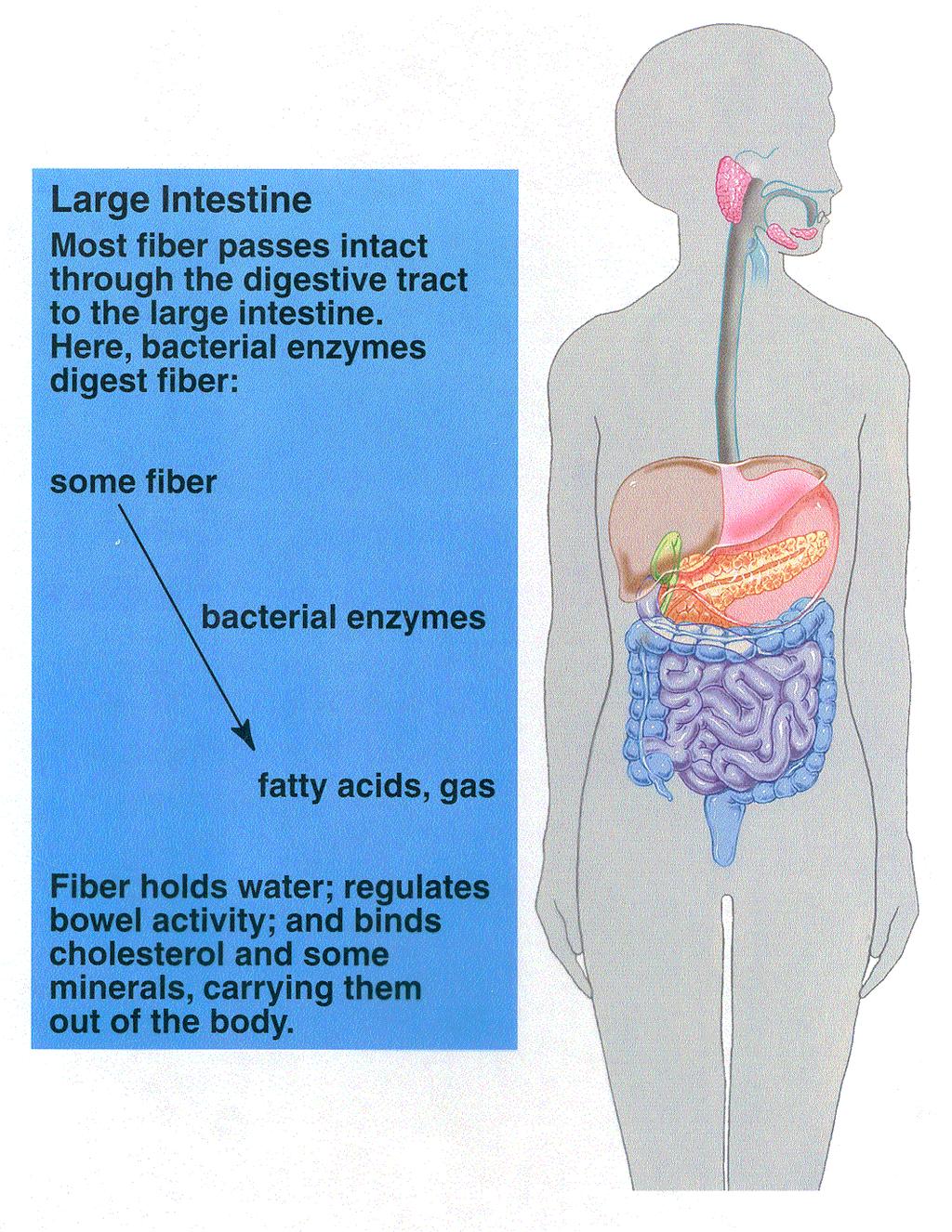 gastrointestinal (GI) tract bacteria break down fibers & resistant starch to small fat