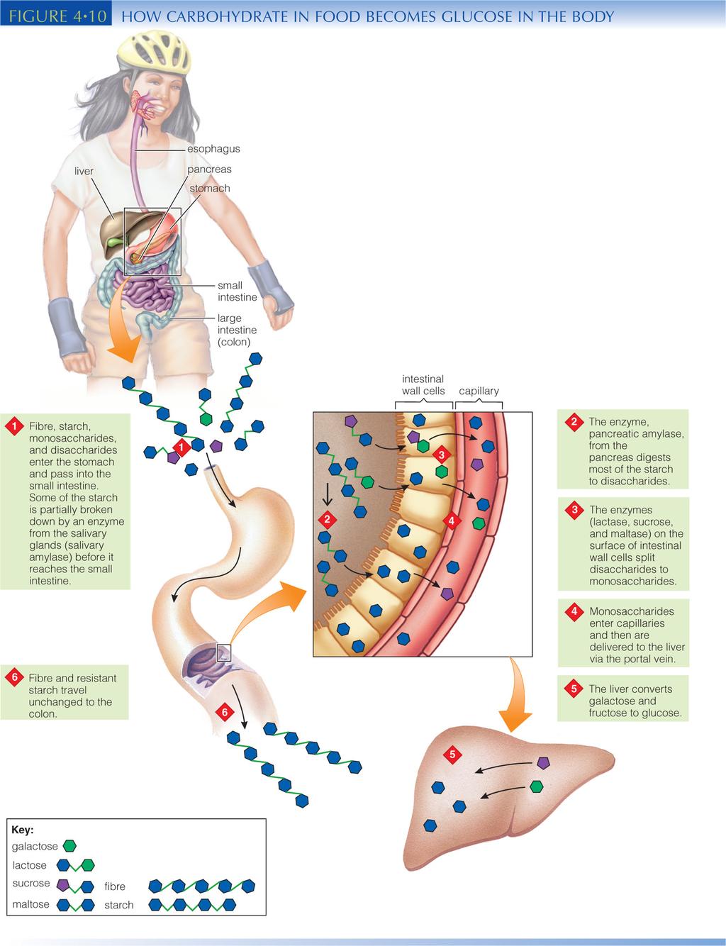 Six Step Summary of the Digestion, Absorption and Transport of Carbohydrates (CHO): Small Intestine (SI) 1) Fiber, starch, monsaccharides move to stomach to SI; some