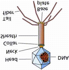 Virus Virus Characteristics: A virus is an infectious agent found in virtually all life forms A virus consists of genetic material and have a central core of either DNA or RNA A virus contains no