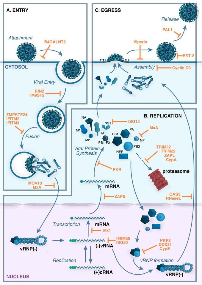 Cells fight viral infection