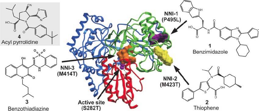 HCV NS5B (Polymerase) Inhibitors and