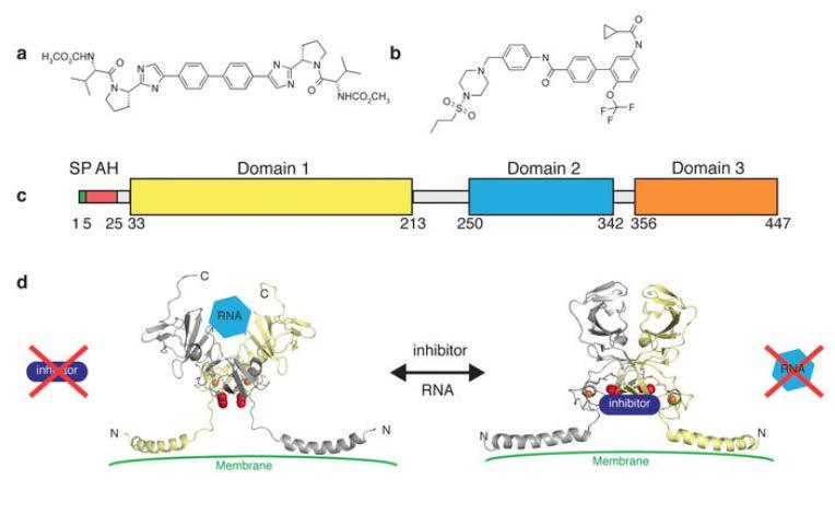 Mechanism of Inhibition of HCV NS5A (binding protein coordinates the interaction of RNA