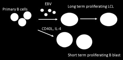, J Pathol 2013 2) EBV genome biology and expression (e.g. Ford et al.