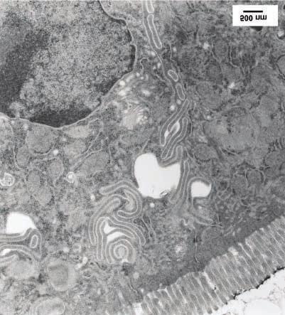 d: High magnification image from the apical membrane; There are intercellular clefts (arrows) between