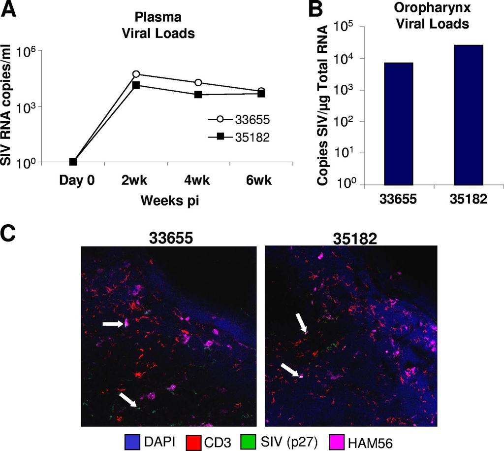 278 NOTES CLIN. VACCINE IMMUNOL. FIG. 1. SIV mac251 viral loads in plasma were determined at 2, 4, and 6 weeks p.i. (A) and those in the oropharynx were determined at 6 weeks p.i. (B) by RT-PCR.
