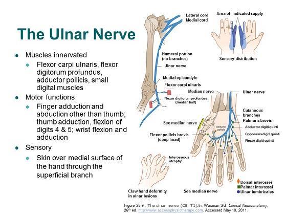 Compression Test Objective Exam- Elbow Joint mobility testing: UH,-painful UD of Ulna vs humerus RH WNL MMT: Elbow, Wrist WNL First dorsal