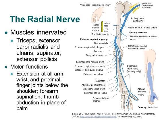 Radial nerve entrapment sites Juncture of the