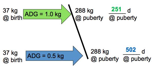 6-3 rd International Symposium of Dairy Cattle Figure 1 - Average daily gain can hasten or delay the time required to obtain a body weight associated with puberty.