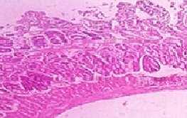 C) AETA(400mg/kg): Rat stomach showing a protected epithelium due to Aqueous extracts of T.accuminata(400mg/kg) in pyloric ligation induced gastric ulceration.