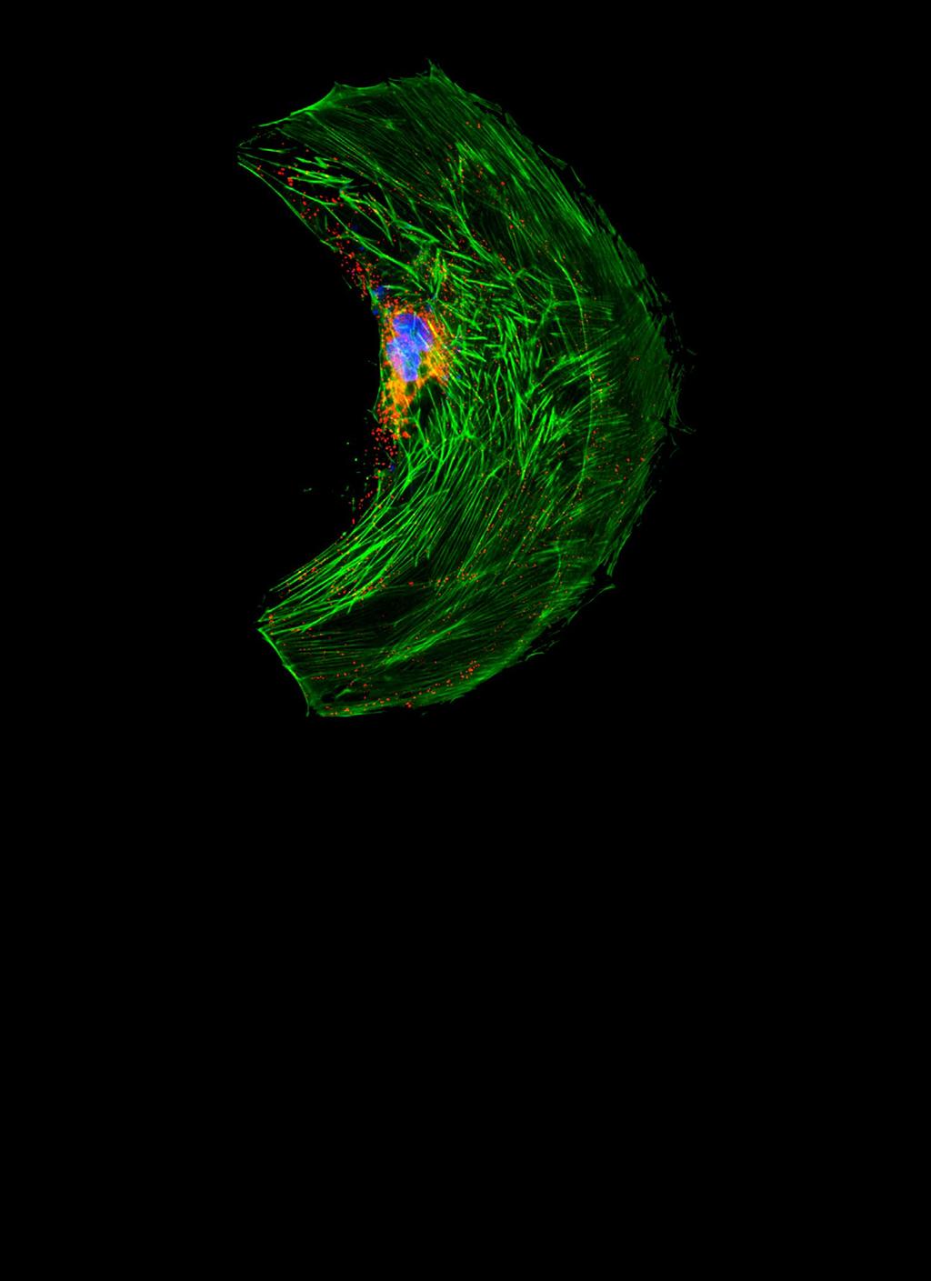 Fluorescence Microscopy Imaging