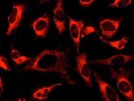 fluorescence microscopy and flow cytometry applications A B C D Four-panel image of HeLa cells stained with